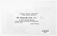 Cladosporium gracile image